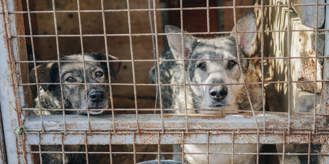 South Korea set to prohibit eating of dog meat.jpg112141 - Travel News, Insights & Resources.