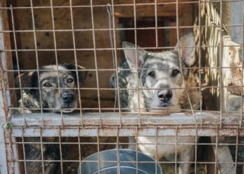 South Korea set to prohibit eating of dog meat.jpg112141 - Travel News, Insights & Resources.