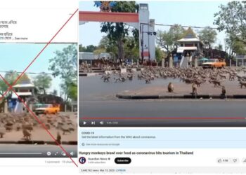 Video of monkeys in Thailand falsely linked to Indias controversial - Travel News, Insights & Resources.