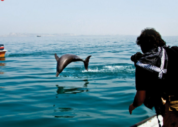 Dolphin Jumps Into Tourist Boat Off Hengam Island Southern Iran - Travel News, Insights & Resources.