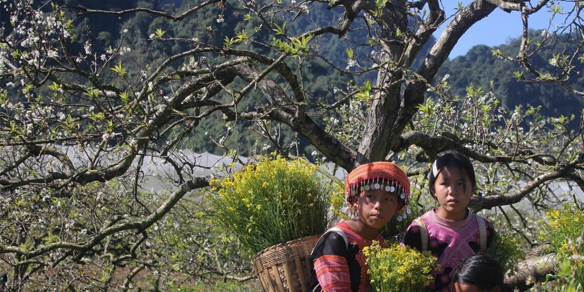 Moc Chau Plateau The Plum Blossom Paradise Boosting Vietnams Tourism - Travel News, Insights & Resources.