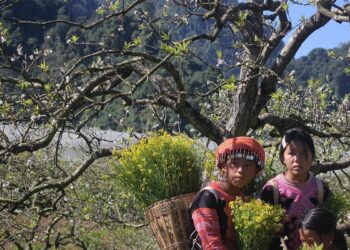 Moc Chau Plateau The Plum Blossom Paradise Boosting Vietnams Tourism - Travel News, Insights & Resources.