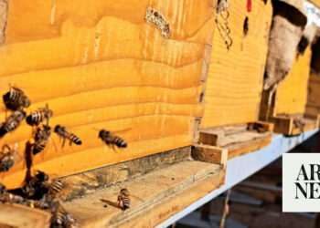 Saudi Arabias Taif sees surge in niche beekeeping tourism - Travel News, Insights & Resources.