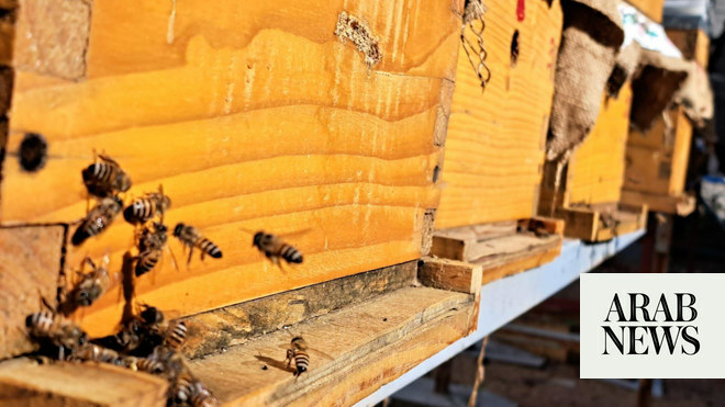 Saudi Arabias Taif sees surge in niche beekeeping tourism - Travel News, Insights & Resources.