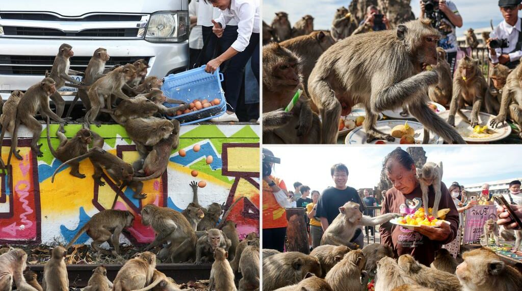 Thousands of monkeys invade Thai city driving out tourists and - Travel News, Insights & Resources.