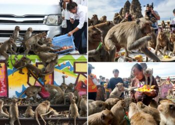 Thousands of monkeys invade Thai city driving out tourists and - Travel News, Insights & Resources.