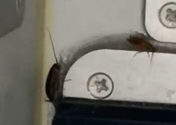 Watch Cockroaches run wild aboard IndiGo airplane - Travel News, Insights & Resources.