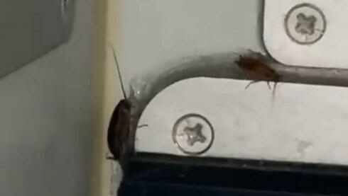 Watch Cockroaches run wild aboard IndiGo airplane - Travel News, Insights & Resources.