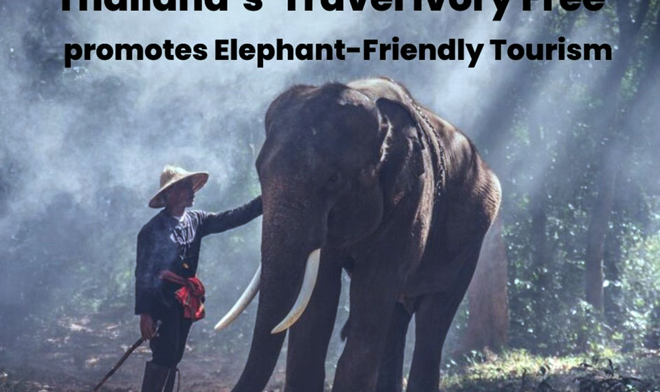 t 09 Thailands Travel Ivory Free promotes Elephant Friendly Tourism - Travel News, Insights & Resources.