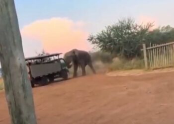 Aggressive Bull Elephant Charges and Lifts Safari Truck Blocking His - Travel News, Insights & Resources.