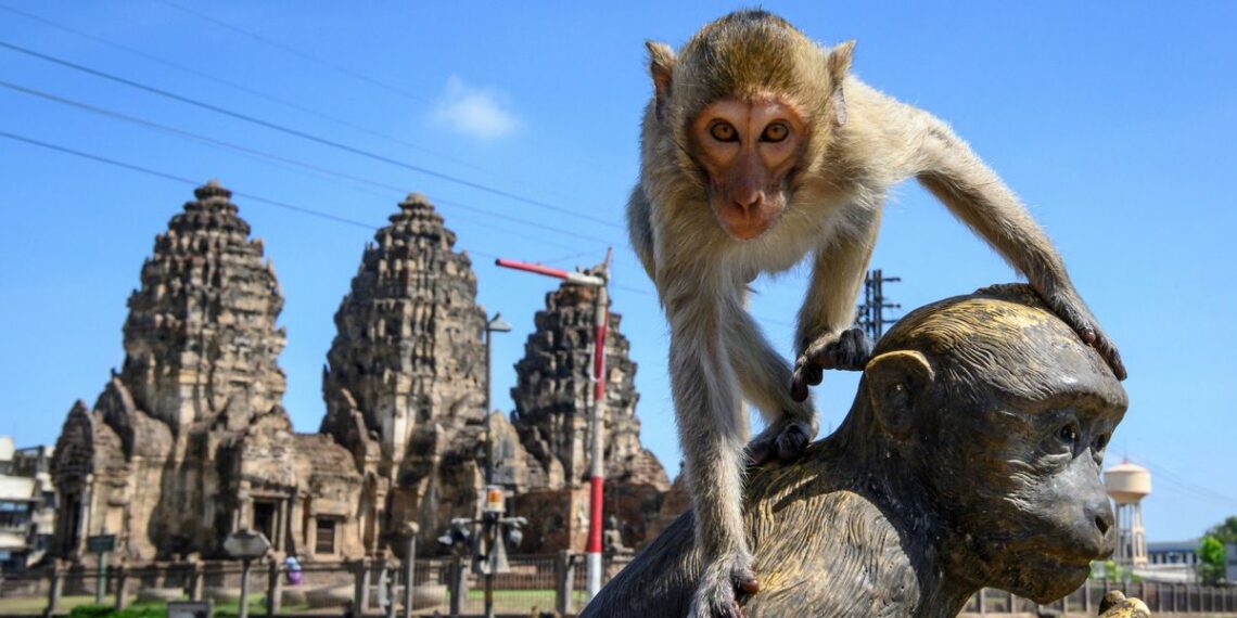 Gangs of Monkeys Overtake Thai Tourist Town - Travel News, Insights & Resources.