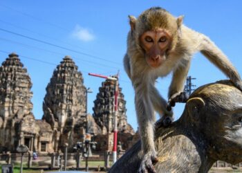 Gangs of Monkeys Overtake Thai Tourist Town - Travel News, Insights & Resources.