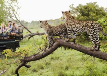 Kruger prepares for more visitors this Easter - Travel News, Insights & Resources.