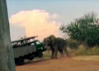 Massive wild elephant almost flips over safari bus in South - Travel News, Insights & Resources.