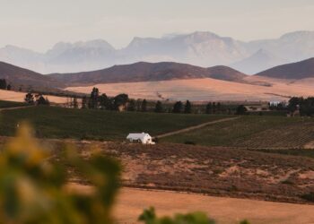 Meet the new winemakers taking South Africa by storm - Travel News, Insights & Resources.