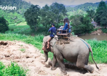 Thailand criticised for captive breeding of elephants for tourism.webp - Travel News, Insights & Resources.