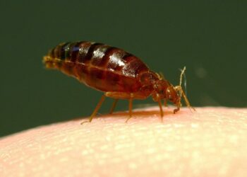 UK hotels to see worst levels yet of bed bugs - Travel News, Insights & Resources.