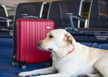 National Pet Day Which airlines are pet friendly in India - Travel News, Insights & Resources.