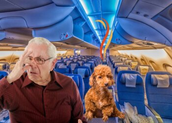 Pets On Planes Dogs Liquid Mishap Delays Houston To Seattle - Travel News, Insights & Resources.