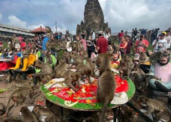 Thailand to relocate 2500 monkeys from popular tourist spot - Travel News, Insights & Resources.