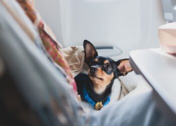 The smell never went Dog diarrhoea diverts United flight - Travel News, Insights & Resources.