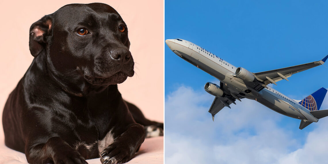 United Airlines flight diverted after dog poops in plane aisle - Travel News, Insights & Resources.