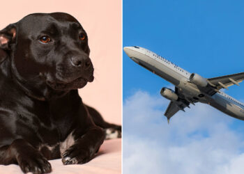 United Airlines flight diverted after dog poops in plane aisle - Travel News, Insights & Resources.