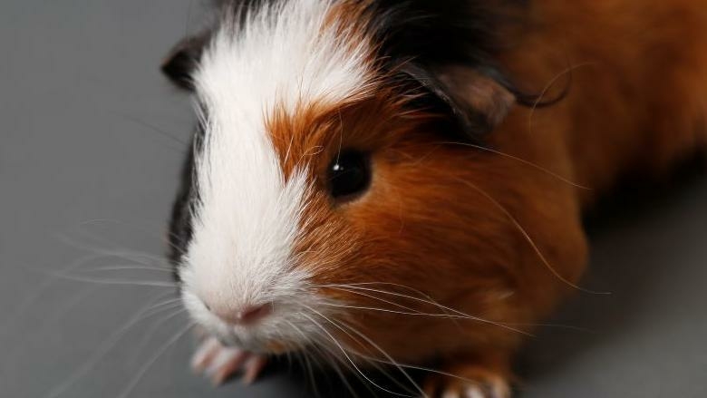 Three guinea pigs found dead in bag behind bus shelter - Travel News, Insights & Resources.