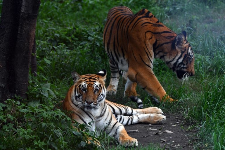 Tiger conservation dilemma in Nepal The Annapurna Express - Travel News, Insights & Resources.