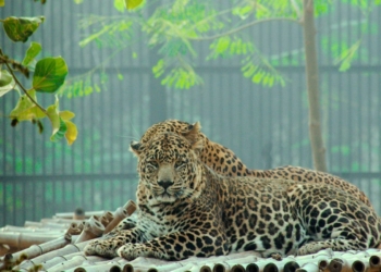 Bannerghatta Biological Park Roars with Indias Largest Leopard Safari - Travel News, Insights & Resources.