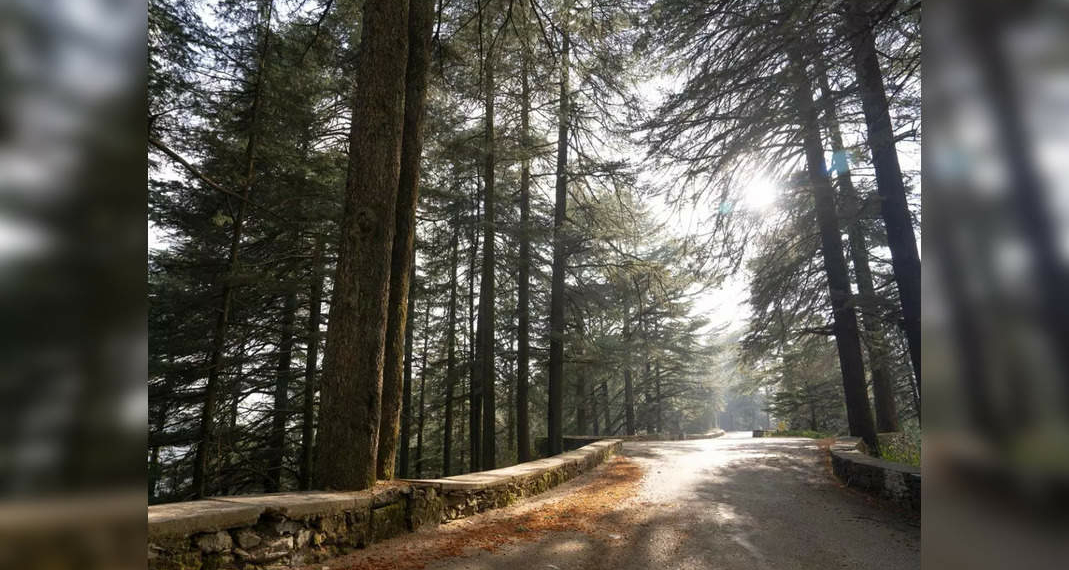 Chail A perfect summer escape from Delhi - Travel News, Insights & Resources.