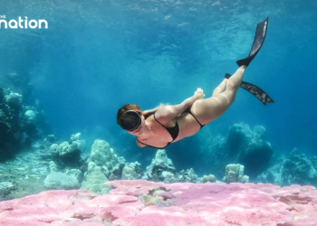 For World Ocean Day 2024 GoPro PADI and the Tourism.webp - Travel News, Insights & Resources.