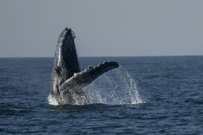Growing whale watching excursions near Rio de Janeiros coast captivate tourists - Travel News, Insights & Resources.