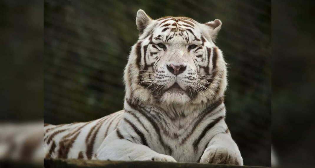 Indian forests where white tigers can be spotted - Travel News, Insights & Resources.
