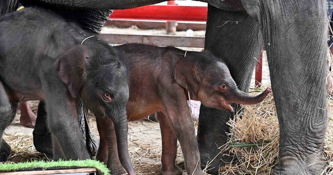 Rare elephant twins born in dramatic delivery in Thailand elephant - Travel News, Insights & Resources.