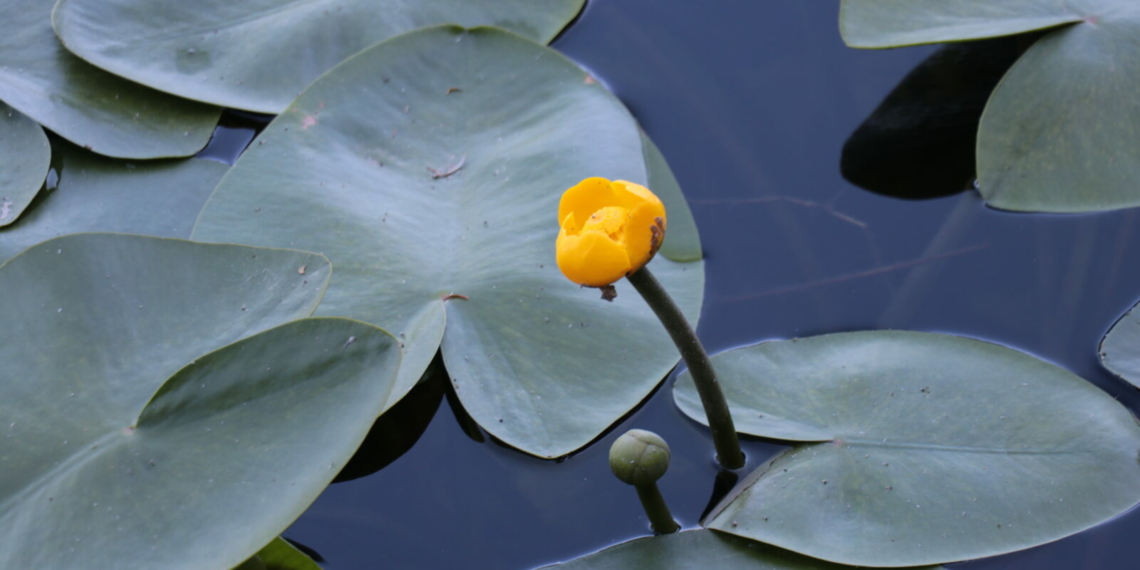 Warning for tourists Hefty fines for picking endemic flower - Travel News, Insights & Resources.