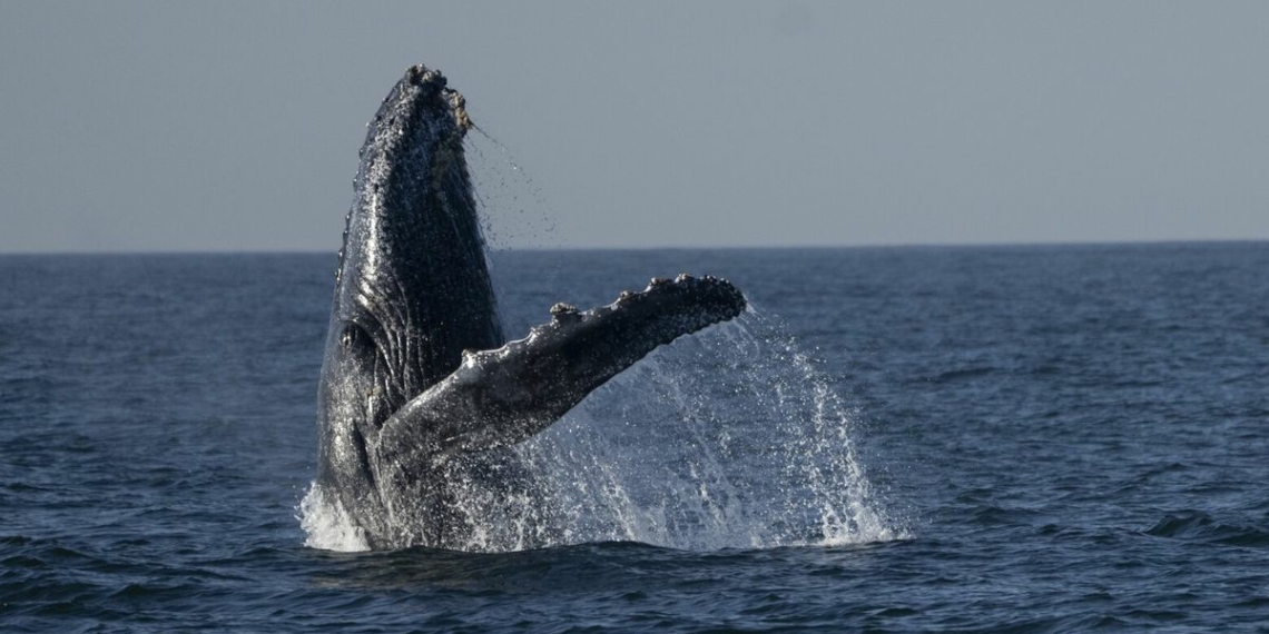 Whale watching excursions off Rio de Janeiros coast begin captivating tourists - Travel News, Insights & Resources.