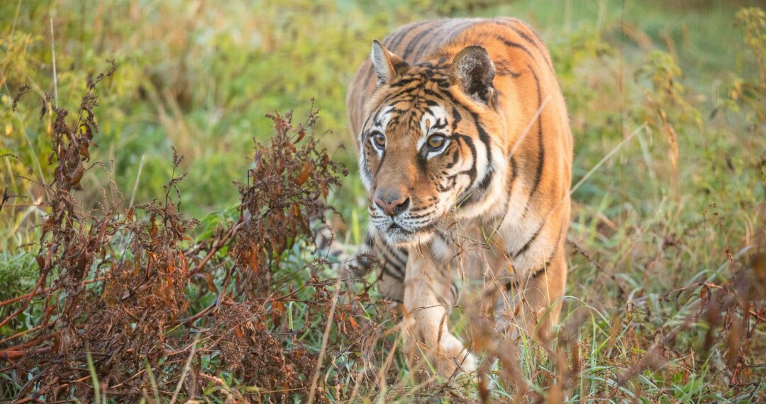 American Airlines Cargo moves last tiger from Argentinian eco park - Travel News, Insights & Resources.