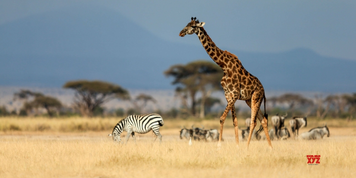 Kenya to begin classification of tourism facilities in early 2025 - Travel News, Insights & Resources.