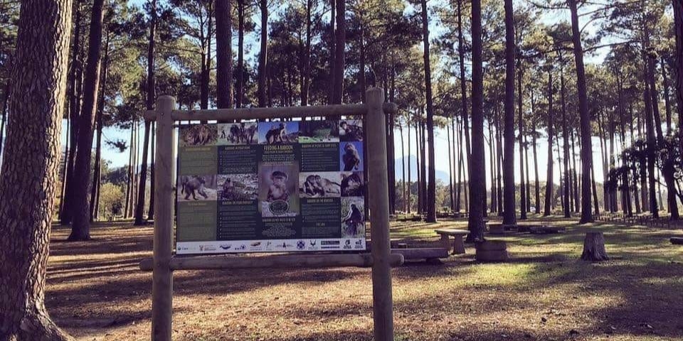 Tokai Forest picnic site closed - Travel News, Insights & Resources.