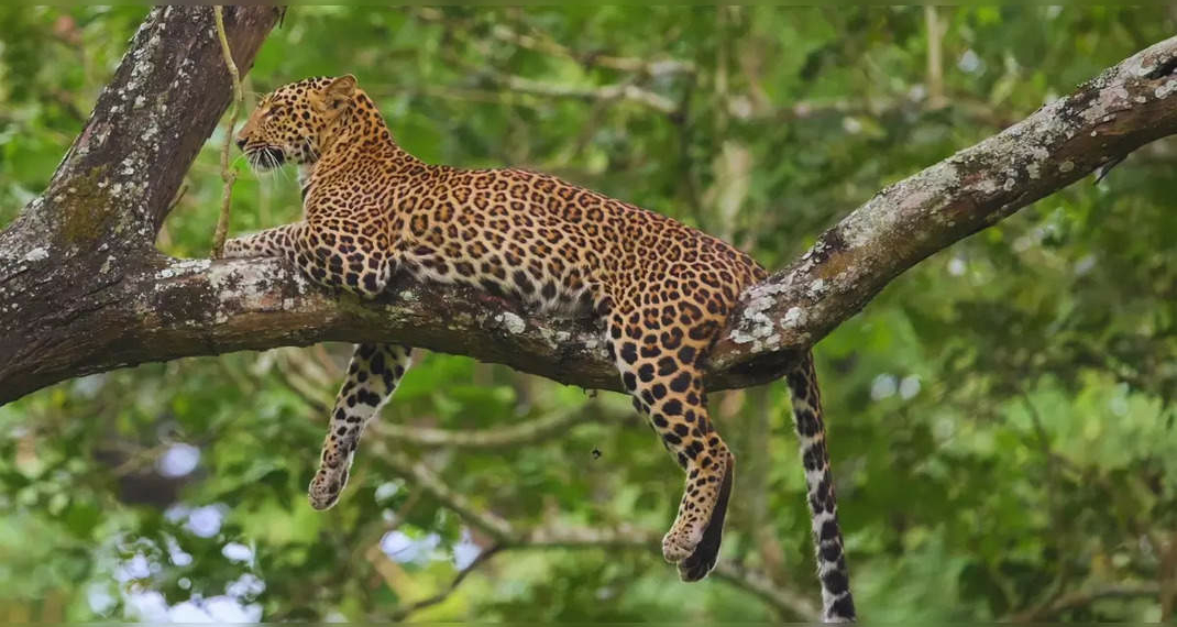 10 best places to see leopards in India - Travel News, Insights & Resources.