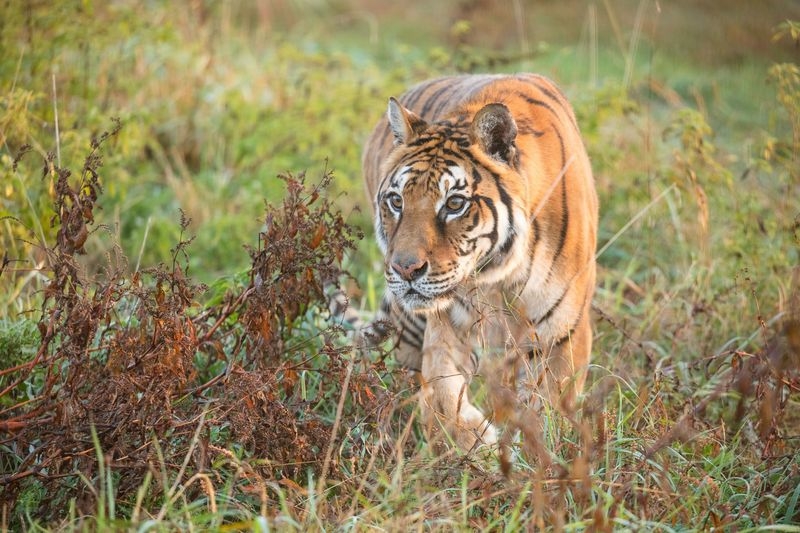 American Airlines Cargo helps move last tiger from Eco Park - Travel News, Insights & Resources.