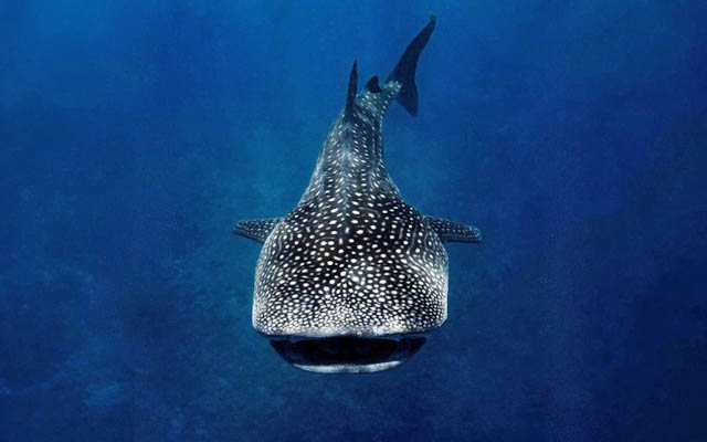 Whale sharks large 640 - Travel News, Insights & Resources.